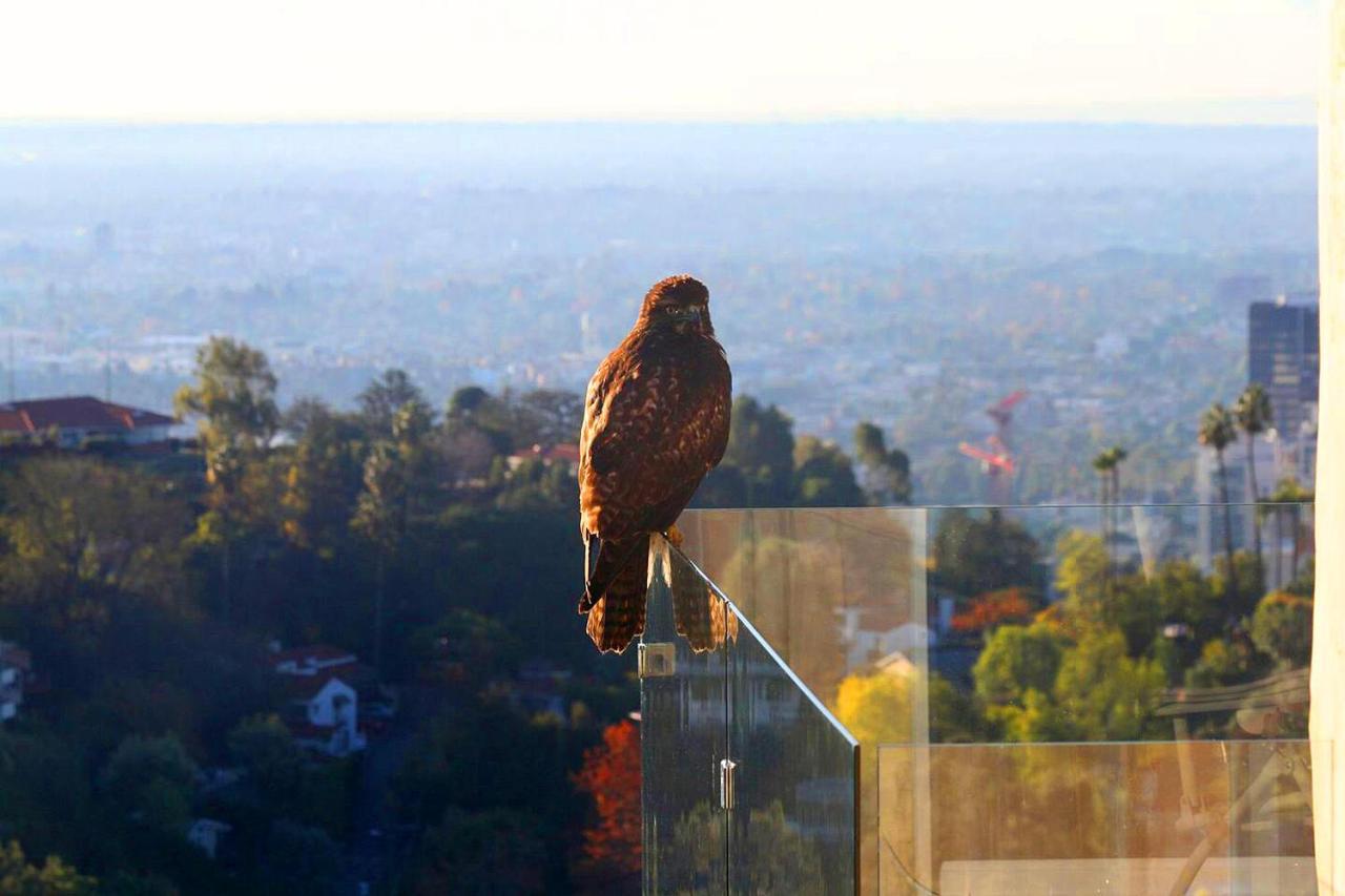 Hollywood Hills 1940S Mansion Hotel Los Angeles Kültér fotó